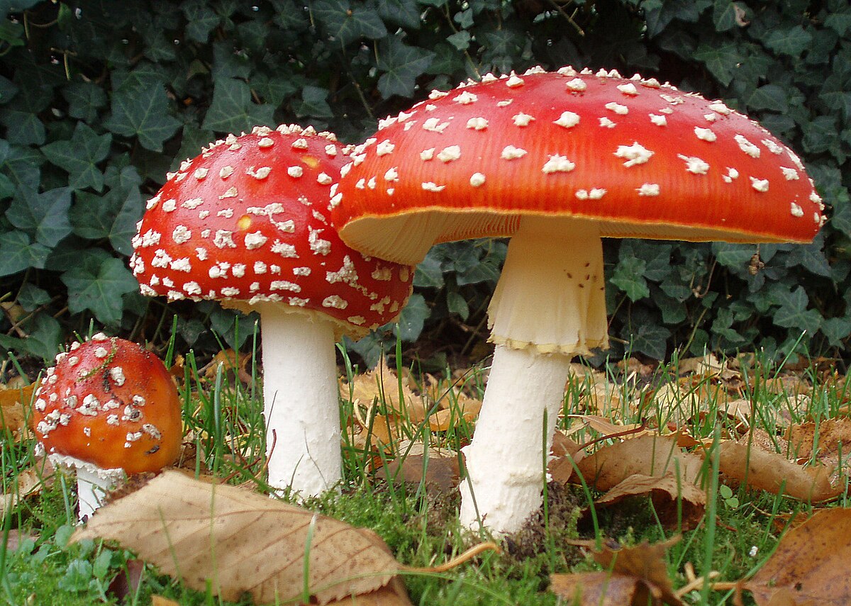 Fliegenpilz Pulver kaufen: Anwendung, Wirkung und wichtige Hinweise